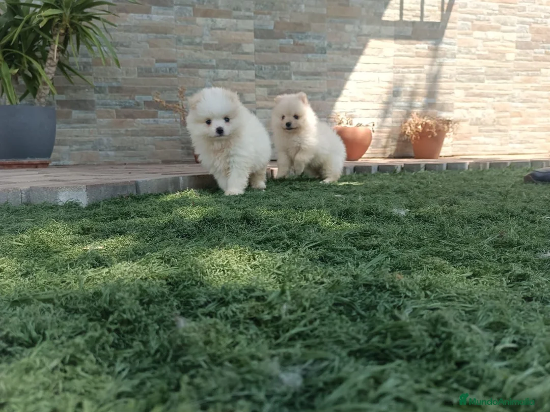 Pomerania perros en venta: Pomerania toy blancos en Madrid - Anuncio 1