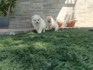 Pomerania perros Pomerania toy blancos - Anuncio 1