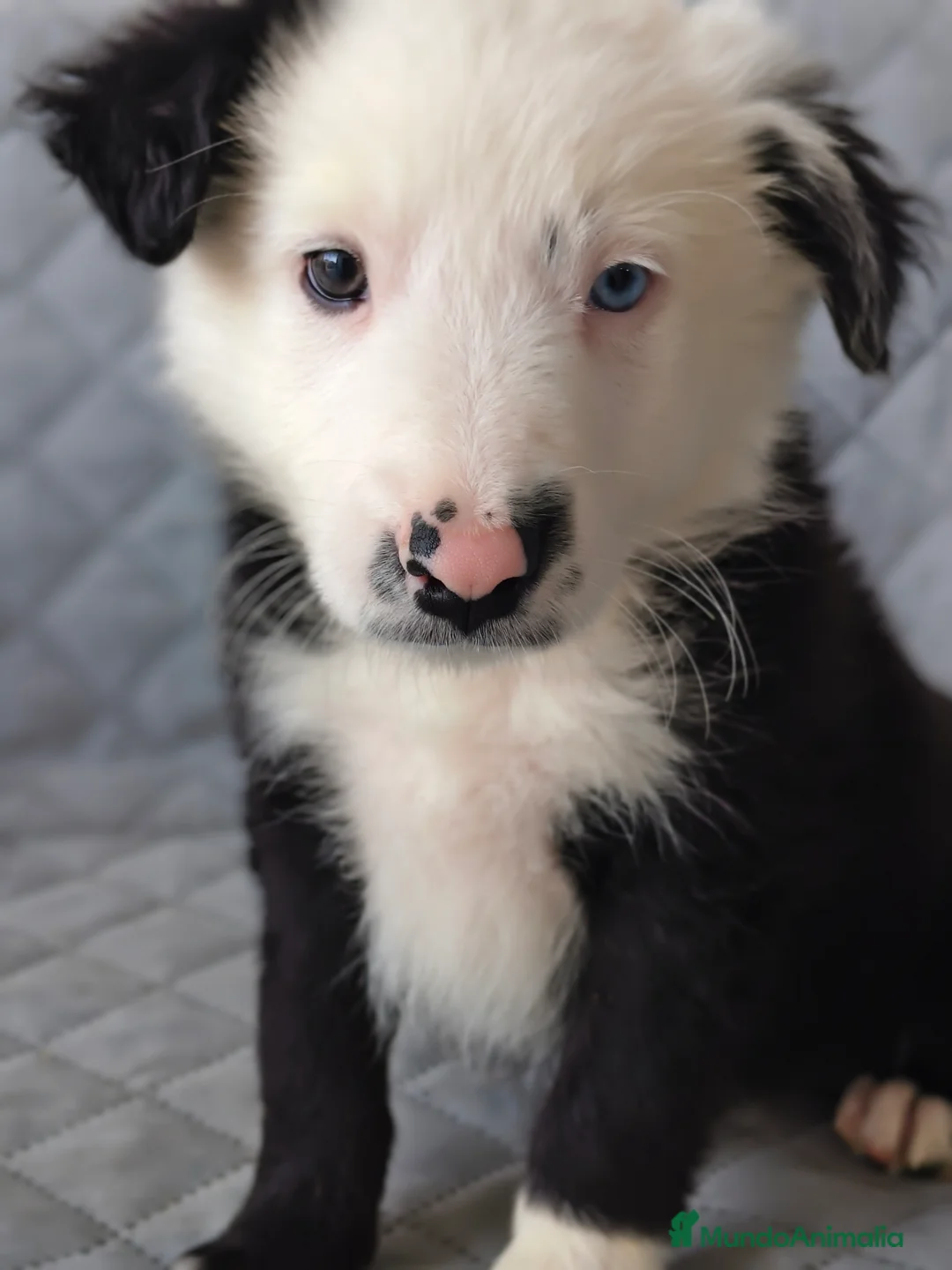 Border Collie perros en venta: BORDER COLLIES  - Anuncio 3