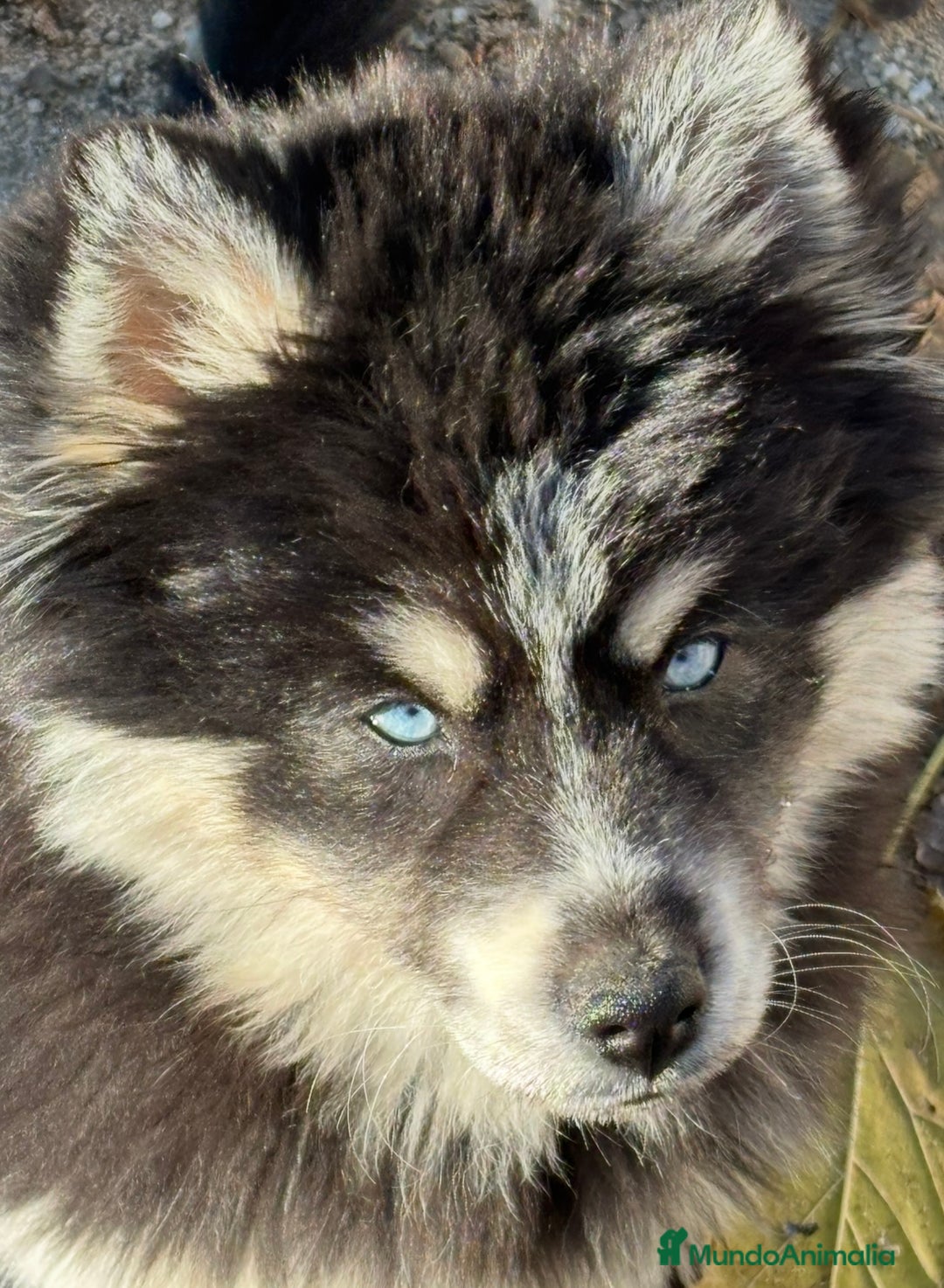 Pomsky perros en venta: Mini husky puro pomsky - Anuncio 3