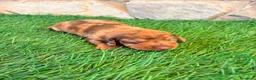 Teckel Miniatura perros en venta: Teckel Miniatura merle chocolate - Anuncio 14
