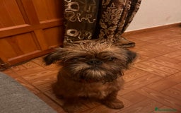 Grifón de Bruselas perros en venta: Último cachorro de Grifon de Bruselas  - Imagen 1