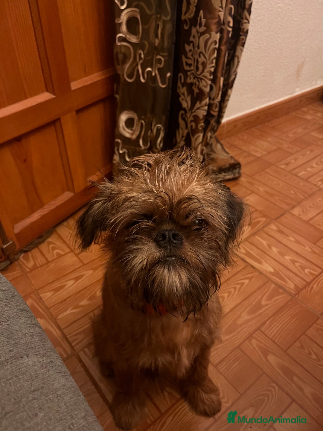 Grifón de Bruselas perros en venta: Último cachorro de Grifon de Bruselas  - Imagen 1
