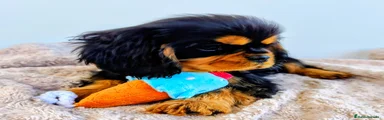 Cavalier King Charles Spaniel 3