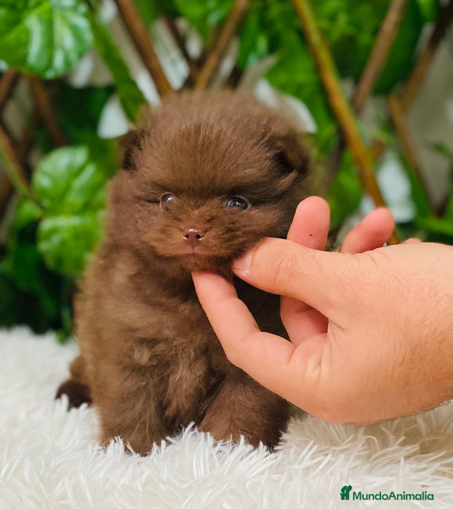 Pomerania perros POMERANIA TOY  - Anuncio 1