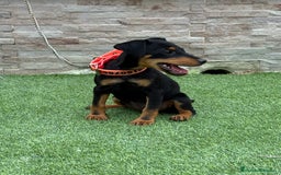 Terrier Alemán de Caza perros en venta: Cachorra Jagd terrier pelo fino - Imagen 3