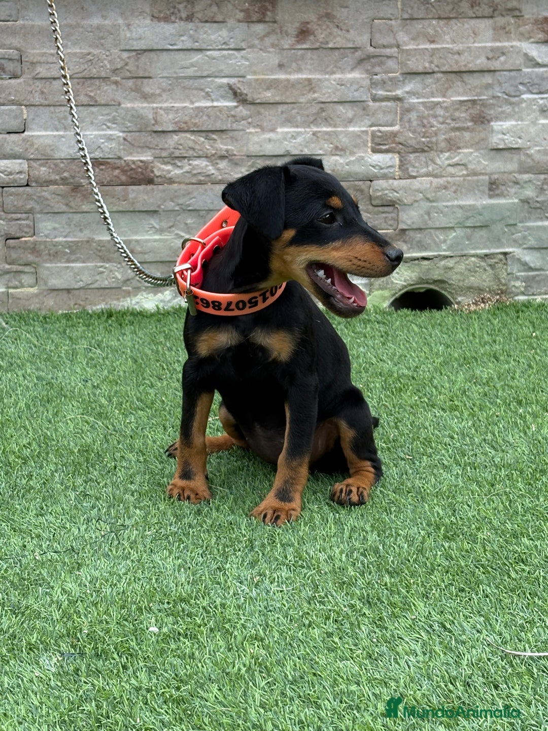 Terrier Alemán de Caza perros en venta: Cachorra Jagd terrier pelo fino - Imagen 3
