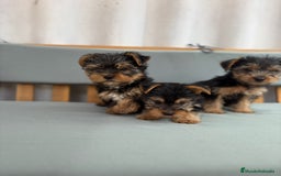 Yorkshire Terrier perros en venta: Yorkshire toy - Imagen 6