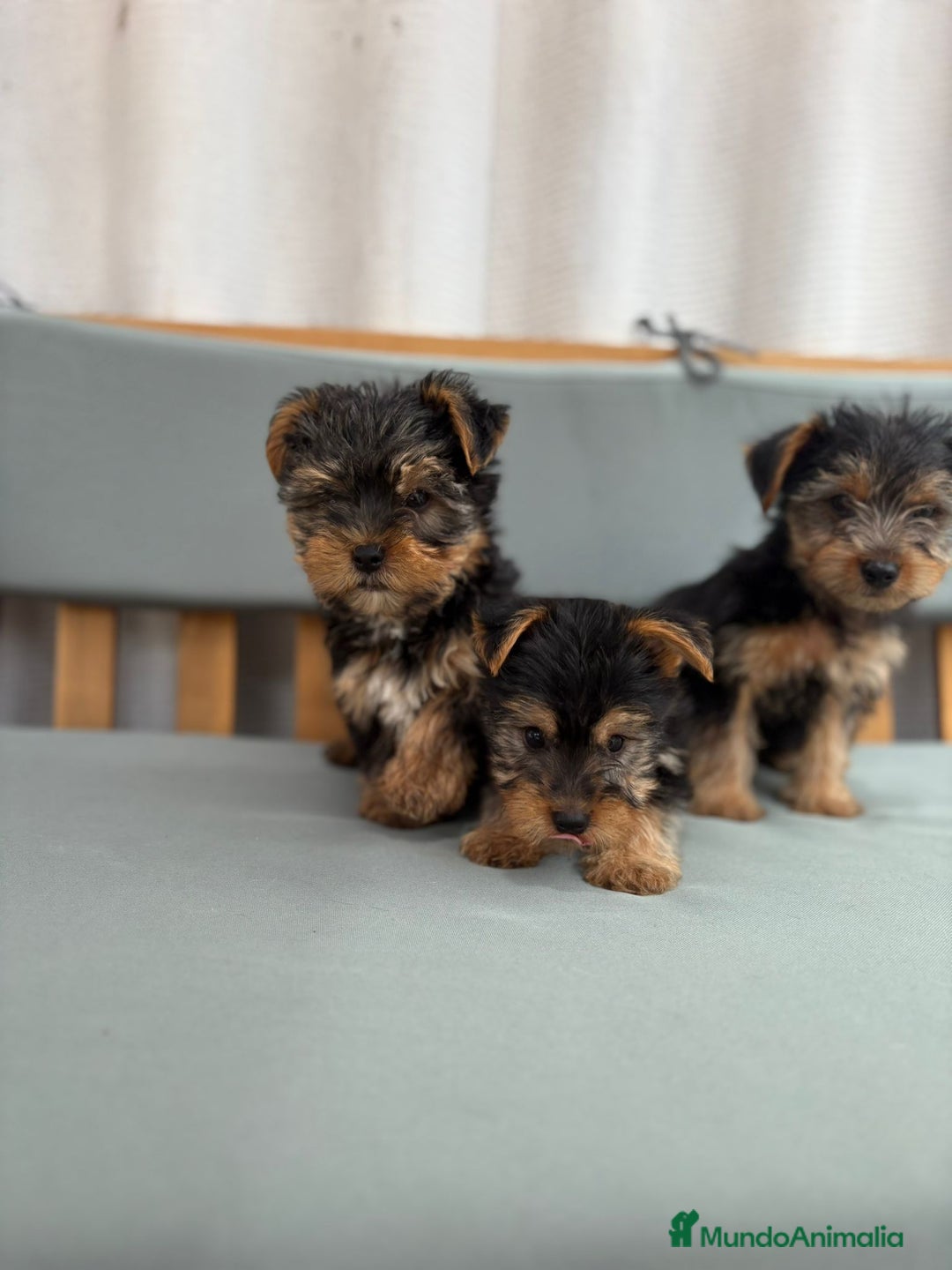 Yorkshire Terrier perros en venta: Yorkshire toy - Imagen 6