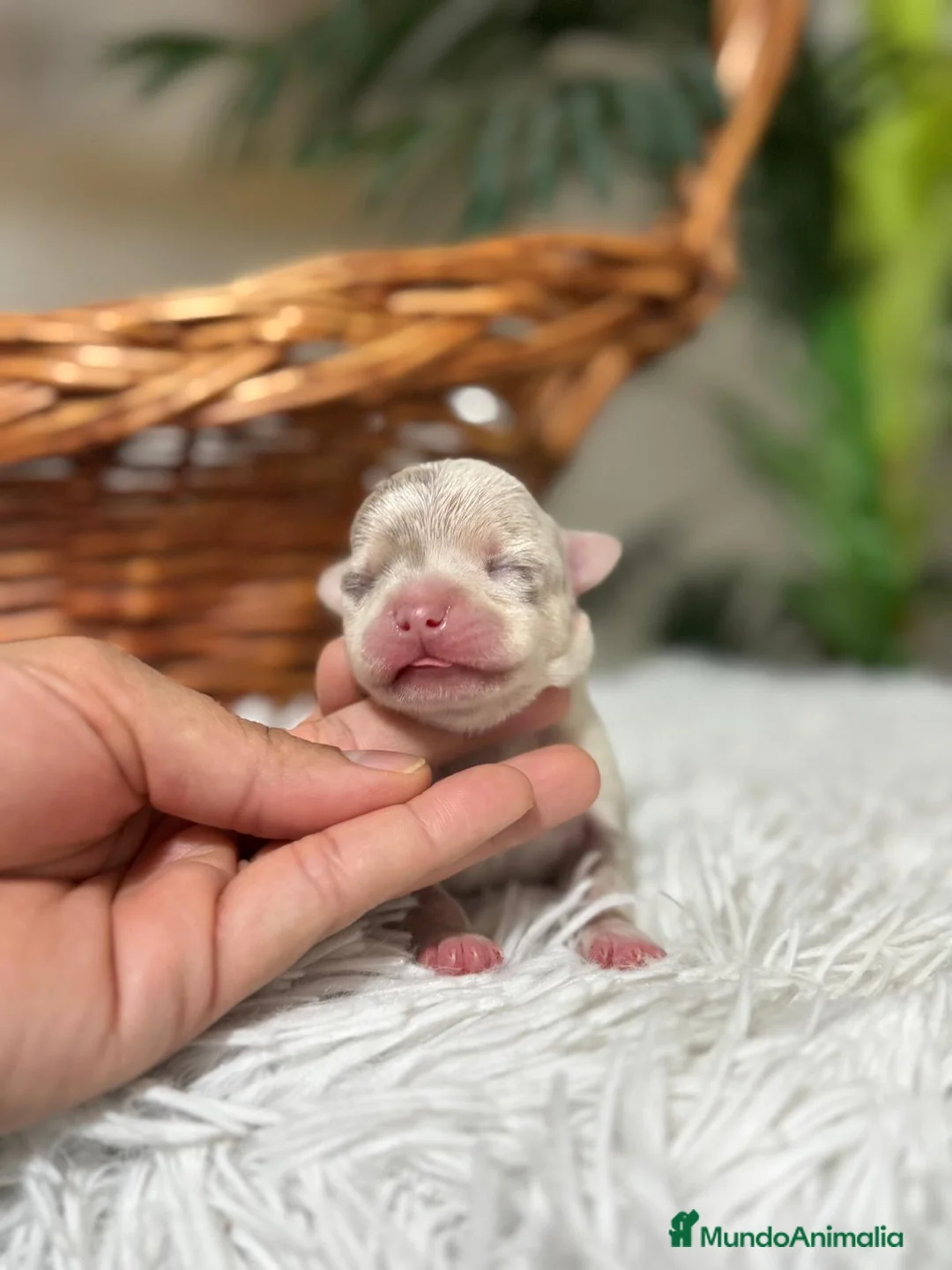 Chihuahua perros en venta: CHIHUAHUA MERLE  - Anuncio 5