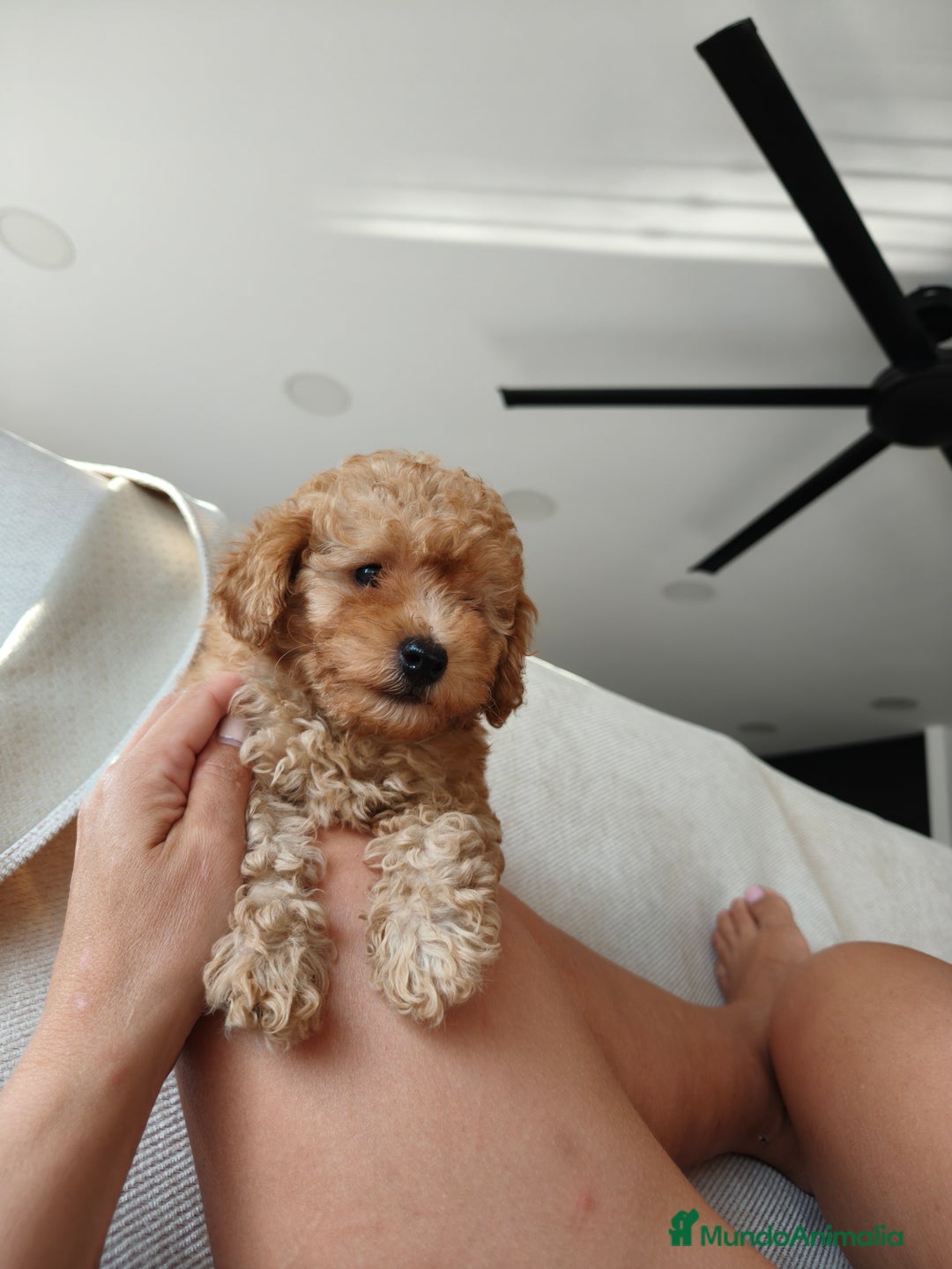 Caniche Enano perros en venta: Caniche apricot  - Imagen 4