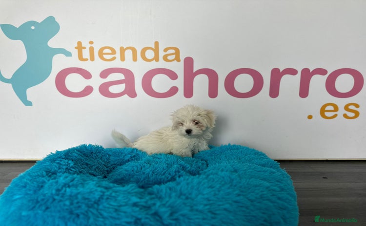 Bichón Maltés perros - Propaganda 10