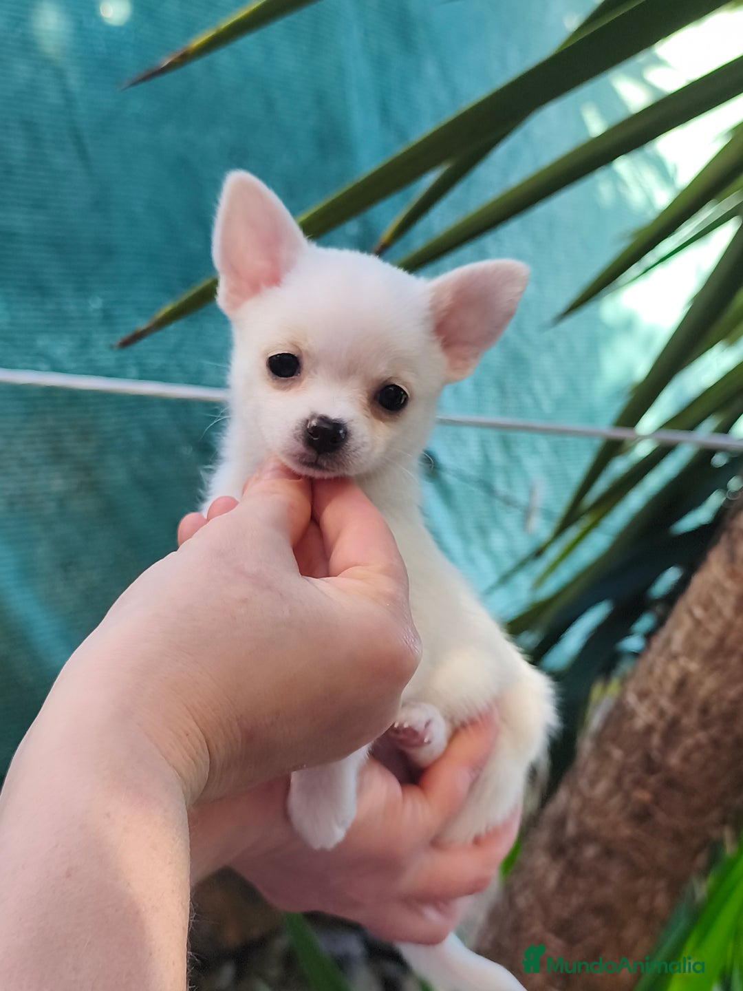 Chihuahua perros en venta: Chihuahua toy - Anuncio 1