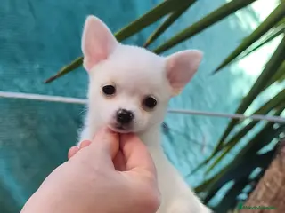 Chihuahua perros Chihuahua toy - Anuncio 13