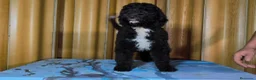 Perro de Agua Español perros en venta: Perro de agua  - Anuncio 5