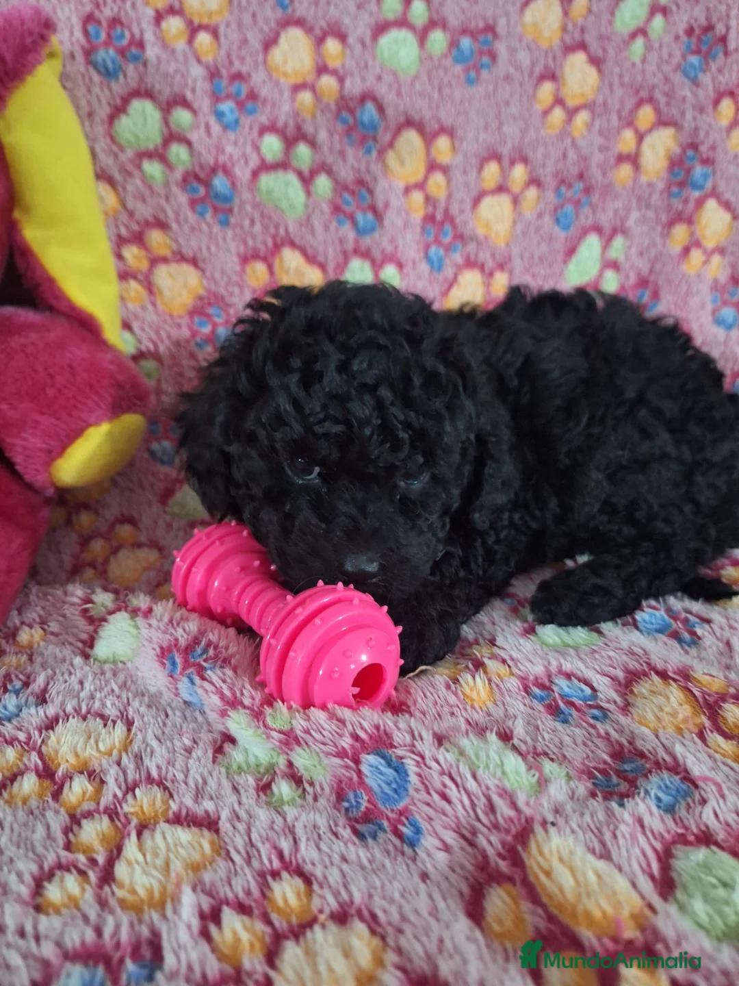Caniche Toy perros en venta: Cachorro de Caniche Toy - Anuncio 2