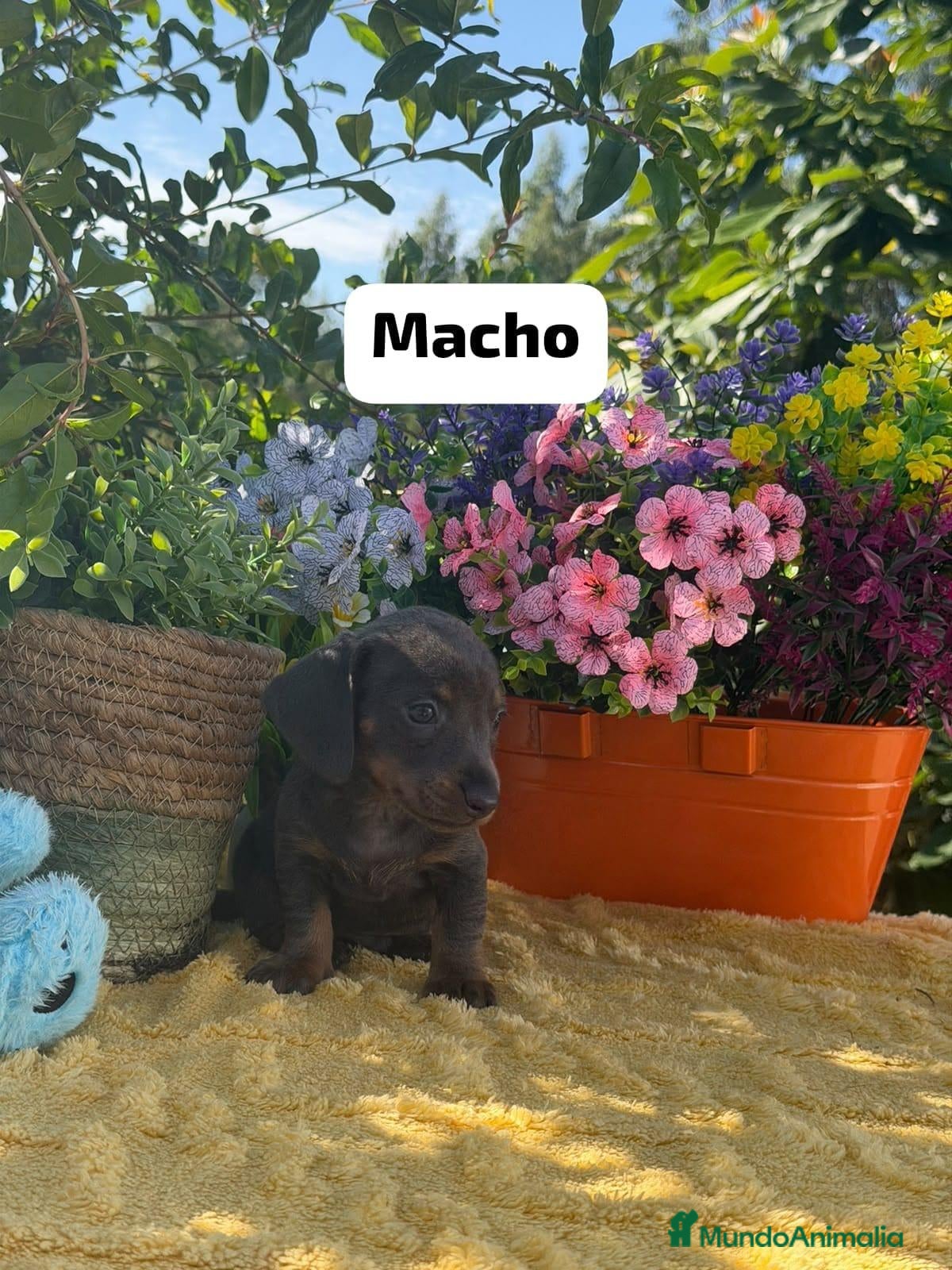 Teckel Miniatura perros Preciosa camada teckel mini - Anuncio 9