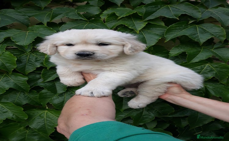 Golden Retriever perros - Propaganda 1