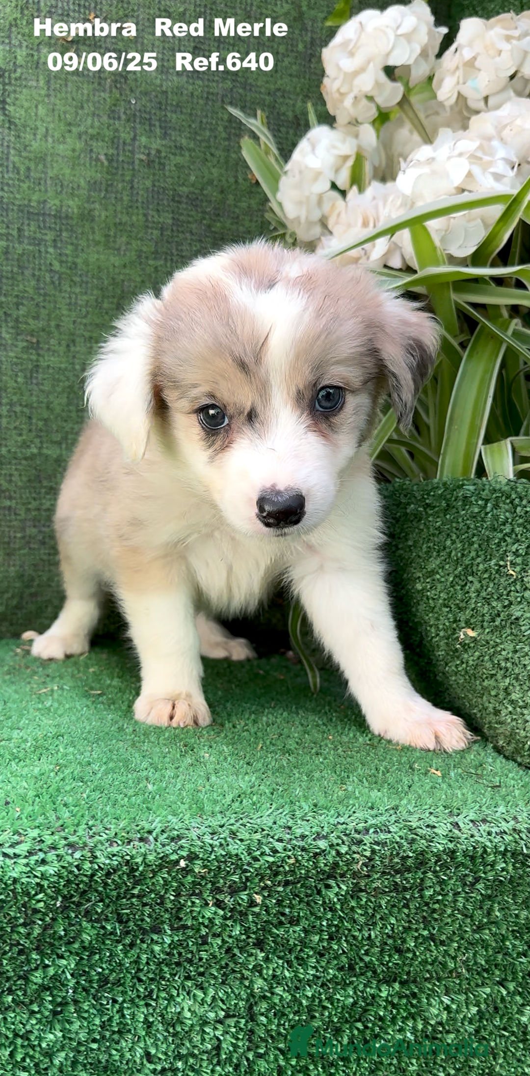 Border Collie perros en venta: BORDER COLLIE DE VILLA BIZNAGA - Imagen 3