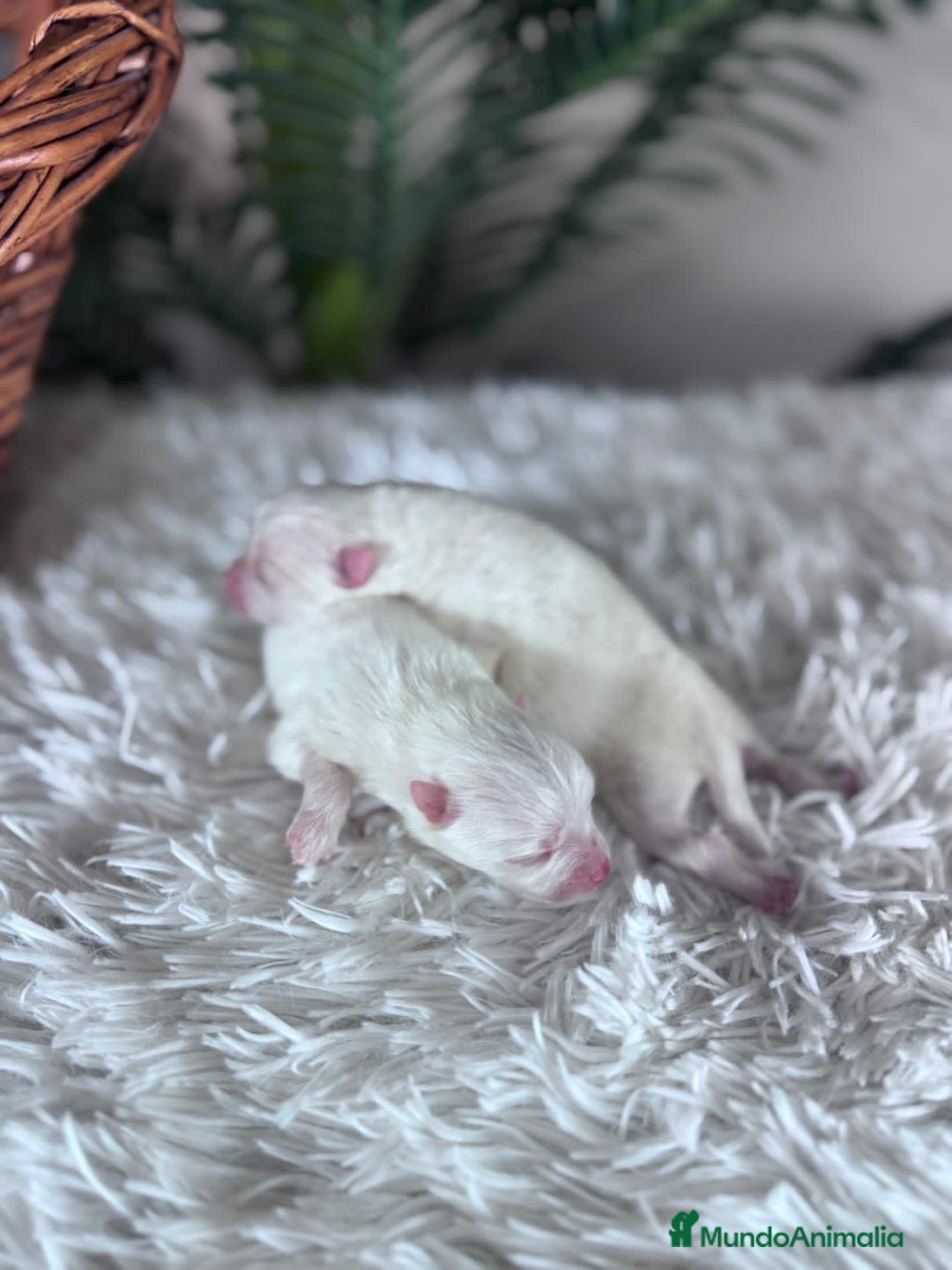 Pomerania perros en venta: POMERANIA - Anuncio 5