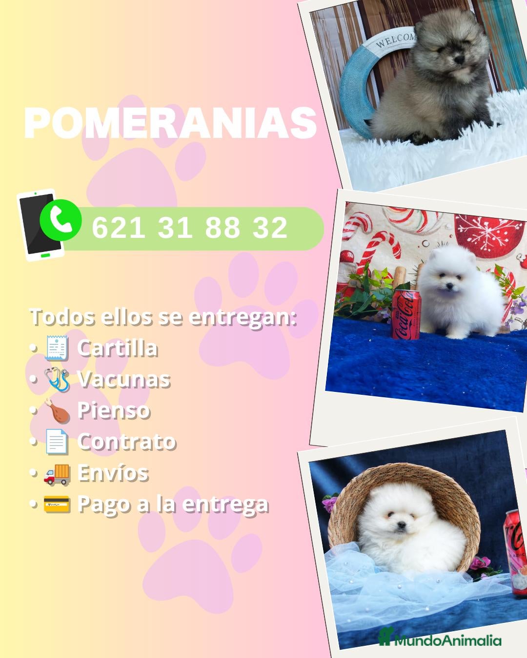 Pomerania perros Preciosos pomerania carita de osito  - Anuncio 1