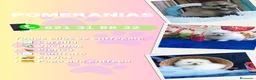 Pomerania perros en venta: Preciosos pomerania carita de osito  - Anuncio 1