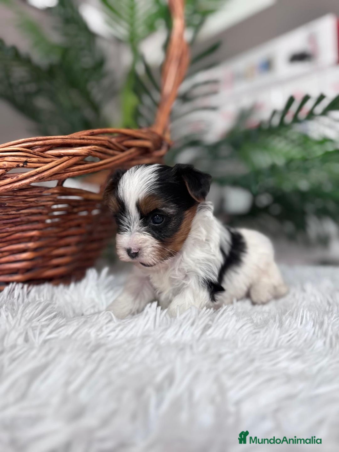 Yorkshire Terrier perros en venta: YORKSHIRE BIEWER - Anuncio 6