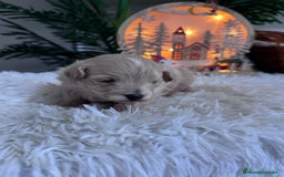 Maltipoo perros en venta: MALTIPOO  - Anuncio 17