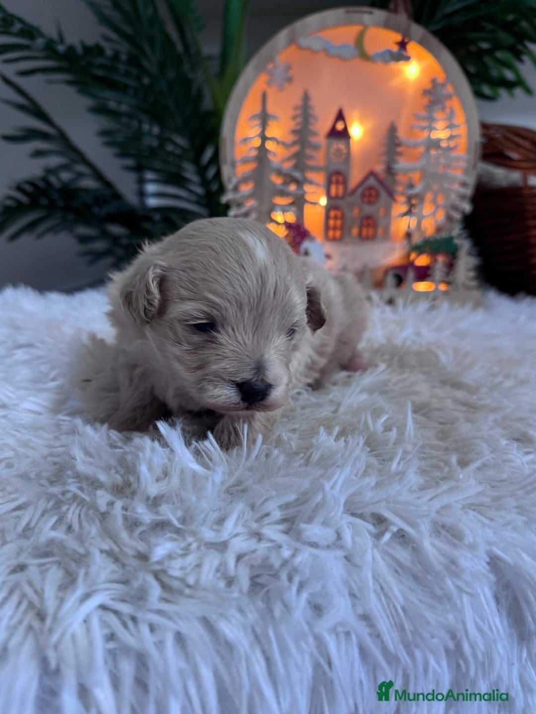 Maltipoo perros en venta: MALTIPOO  - Anuncio 17