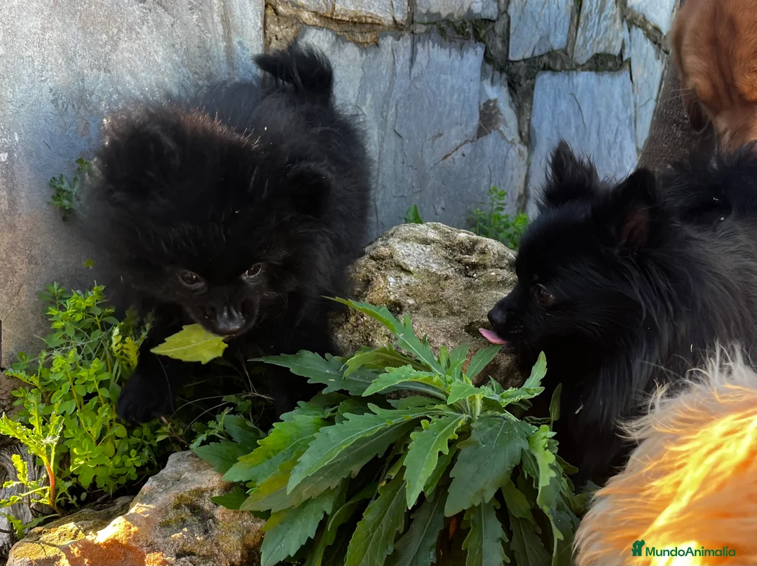 Pomerania perros en venta: Pomerania - Anuncio 18