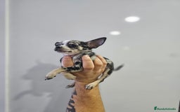 Chihuahua perros en venta: Increíbles chihuahuas toy merles - Imagen 9