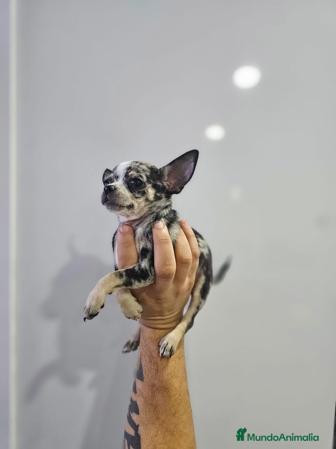 Chihuahua perros en venta: Increíbles chihuahuas toy merles - Imagen 9