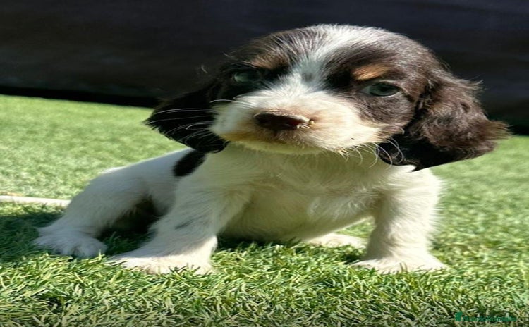 Cocker Spaniel Inglés perros - Anuncio 1