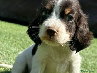 Cocker Spaniel Inglés perros - Anuncio 2