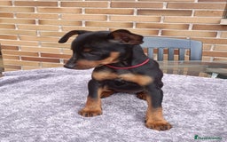 Pinscher Miniatura perros en venta: Pinscher Miniatura  - Imagen 24