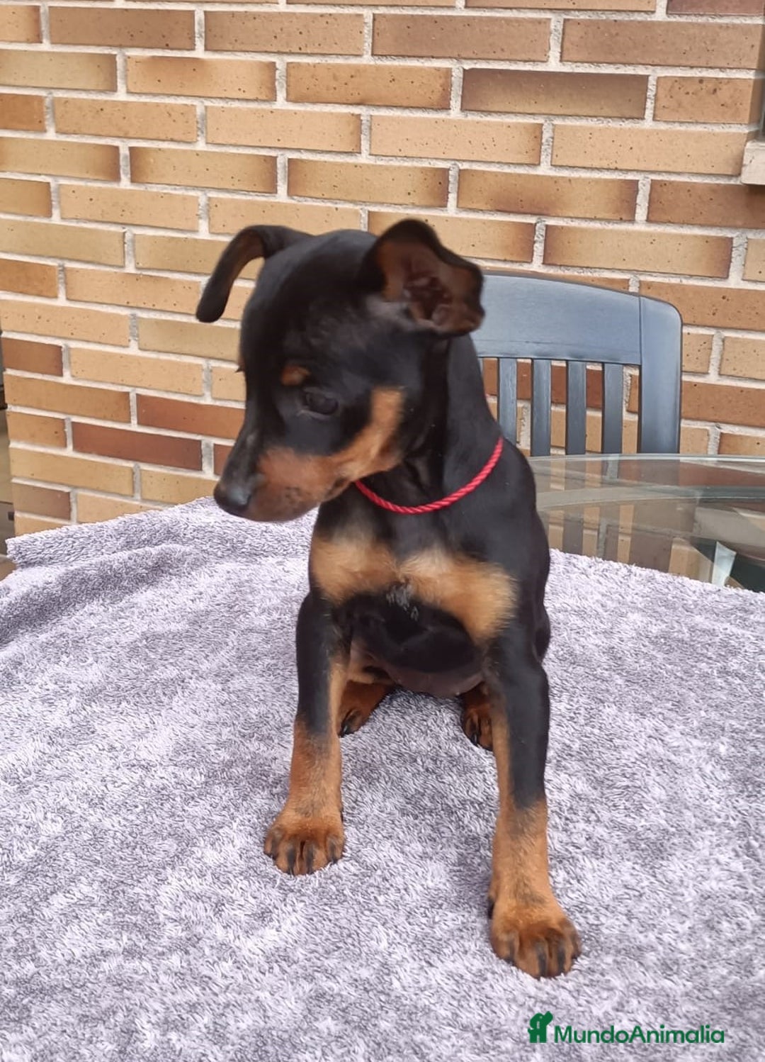 Pinscher Miniatura perros en venta: Pinscher Miniatura  - Imagen 24