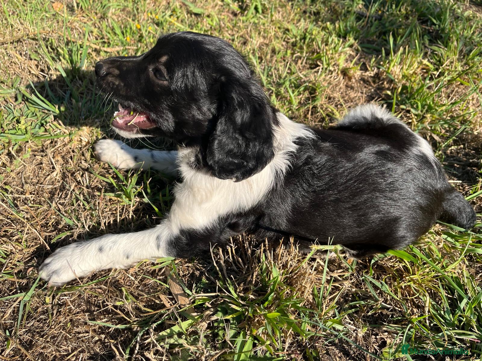 Épagneul Breton perros Spaniel Bretón  - Anuncio 17