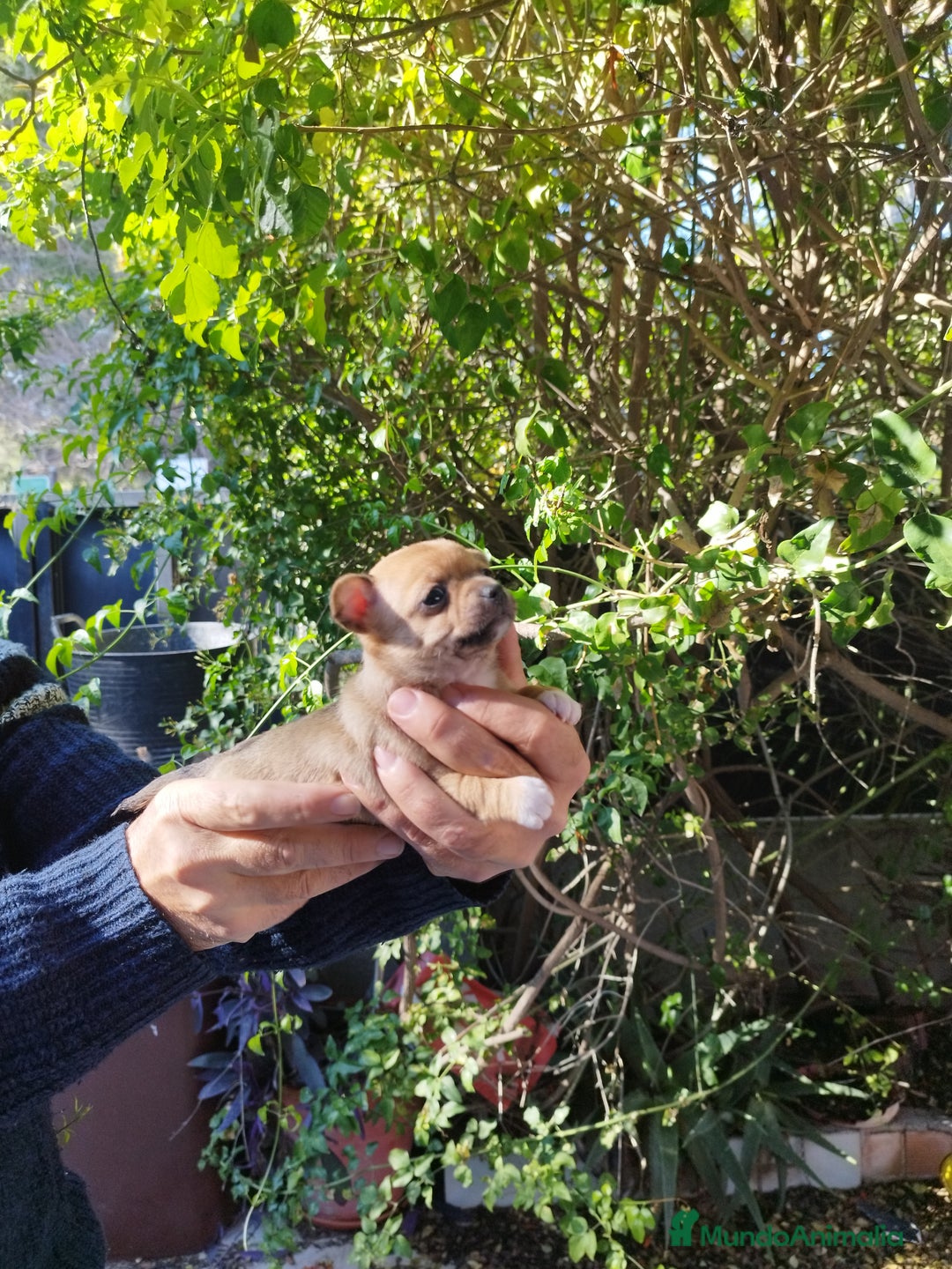 Chihuahua perros en venta: Chihuahuas micro toys - Anuncio 5