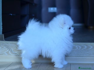 Pomerania perros en Asturias - Anuncio 36