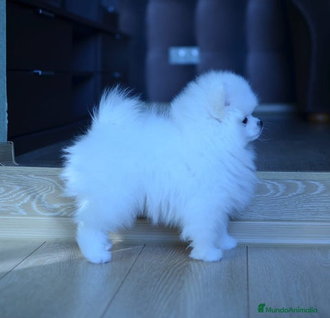 Pomerania perros lulú pomerania en Asturias - Anuncio 1