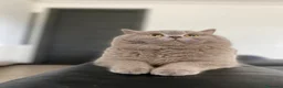 Británico de Pelo Corto gatos en venta: British shorthair adulto - Anuncio 2