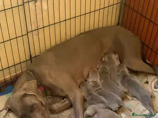 Weimaraner perros Braco de weimar - Anuncio 1