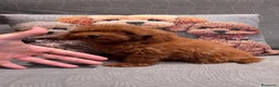 Caniche Toy perros en venta: Caniche Toy rojo  - Anuncio 6