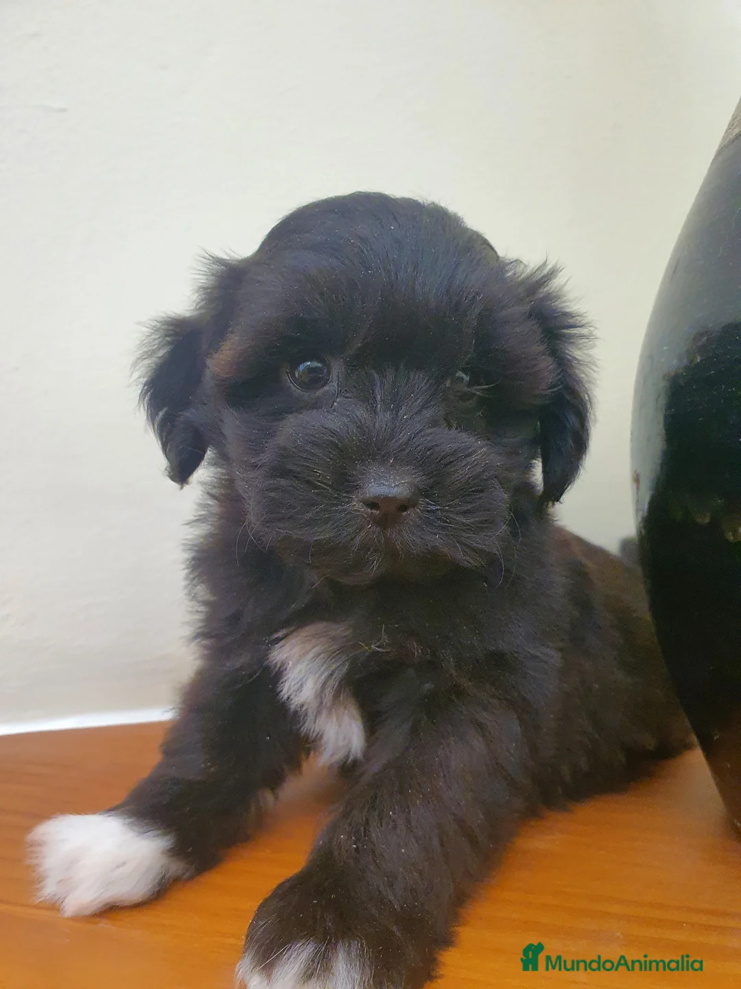 Maltipoo perros en venta: Maltipoo - Anuncio 1
