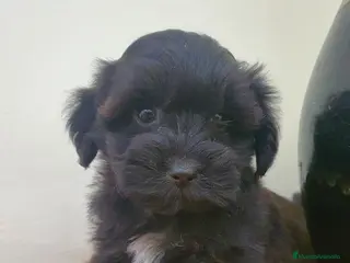 Maltipoo perros Maltipoo - Anuncio 1