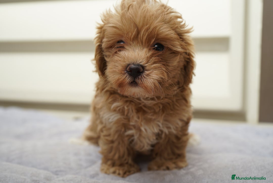 Maltipoo perros en venta: 🐾🌟 Yuki y Mochi, pura ternura - Imagen 2