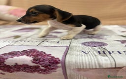 Jack Russell Terrier perros en venta: Jack Russell  - Imagen 7