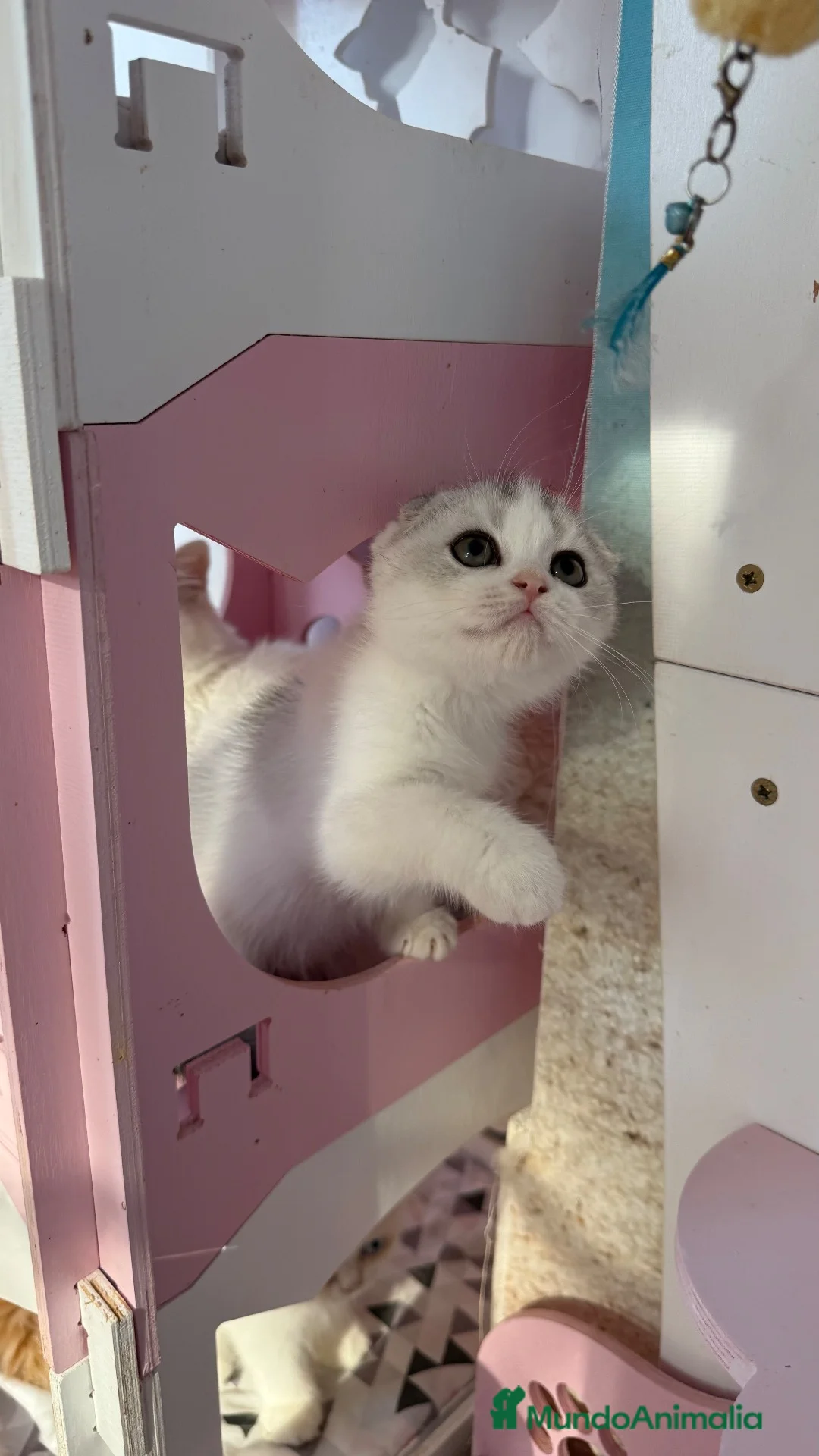 Scottish Fold gatos en venta: Scottish  - Anuncio 7