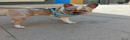 Bulldog Francés perros en venta: Bulldog Frances exotic - Anuncio 5