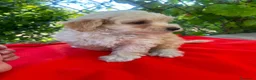 Maltipoo perros en venta: MALTIPOO EXCLUSIVOS - Anuncio 3